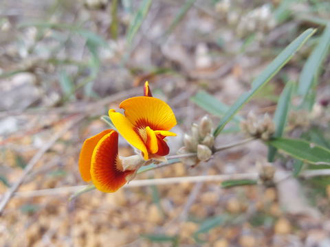 Dawn Atwell Nature Reserve - Hervey Bay Accommodation 1