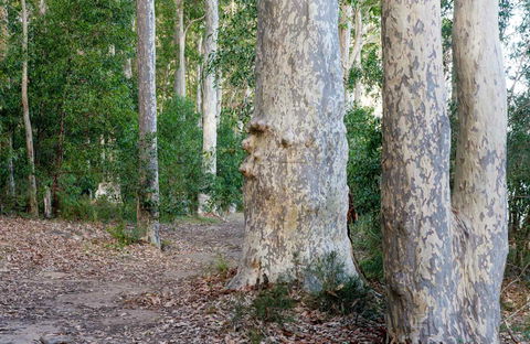 Delta Track - Hervey Bay Accommodation 0