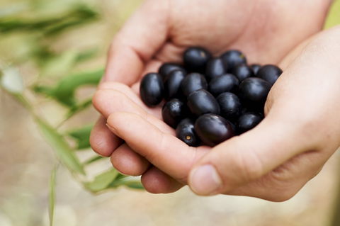 Eat, Pick, Grow Trail - Wanneroo And Chittering - Hervey Bay Accommodation 0