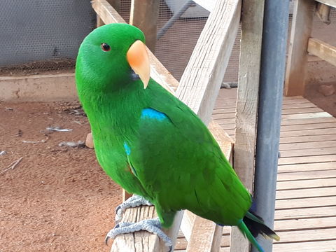 Eyre Reptile & Wildlife Park - Hervey Bay Accommodation 0