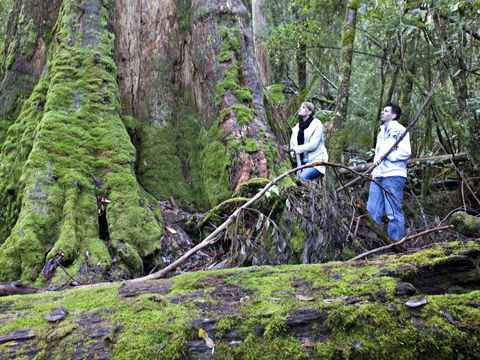 Hastings Caves And Thermal Springs - Hervey Bay Accommodation 2