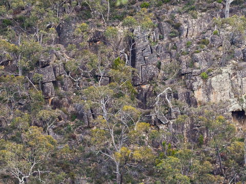 Horsnell Gully And Giles Conservation Parks - Hervey Bay Accommodation 0