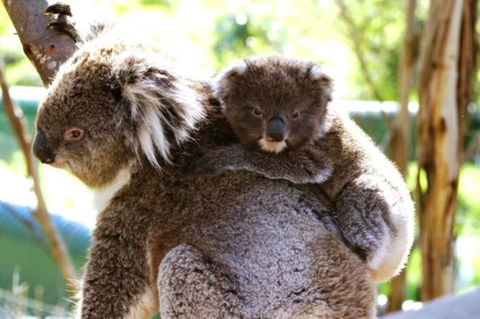 Koala Conservation Reserve - Hervey Bay Accommodation 0