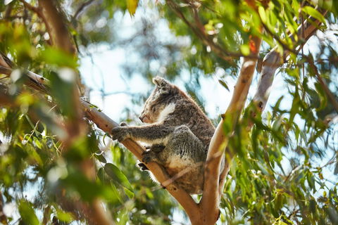 Koala Conservation Reserve - Hervey Bay Accommodation 1