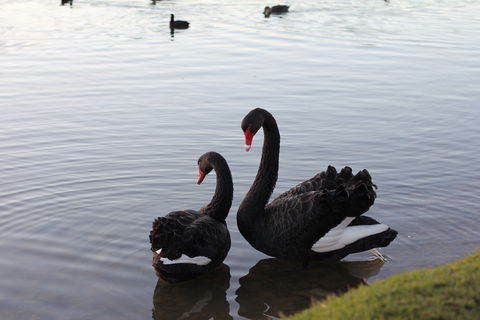 Lake Weeroona - Hervey Bay Accommodation 1