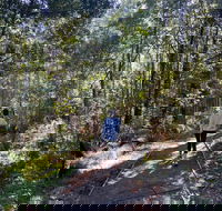 Lyrebird Circuit Walk - Hervey Bay Accommodation