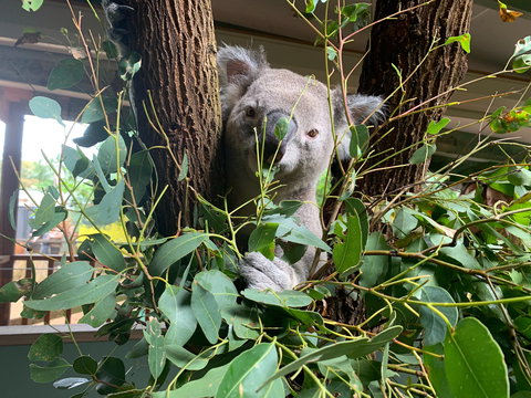 Macadamia Castle - Tourism Hervey Bay 0