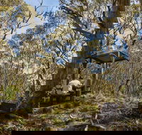 Mount Barrington picnic area - Hervey Bay Accommodation