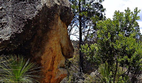 Mystery Face Walking Track - Hervey Bay Accommodation 0