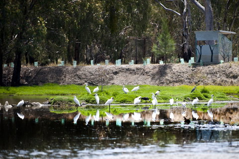 Narrandera Wetlands - Tourism Hervey Bay 1