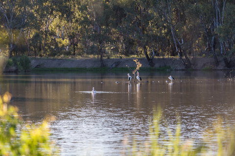 Narrandera Wetlands - Tourism Hervey Bay 2