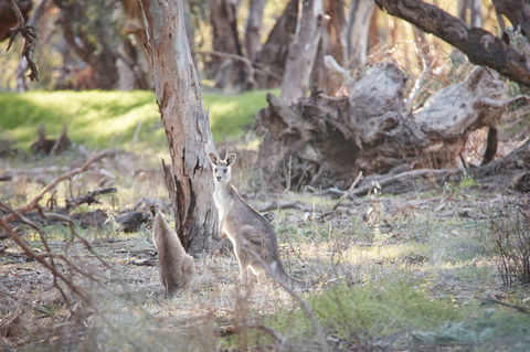 Nyah Vinifera Park - Hervey Bay Accommodation 0