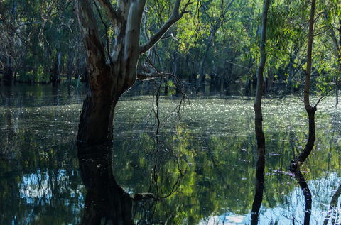 Nyah Vinifera Park - Hervey Bay Accommodation 2