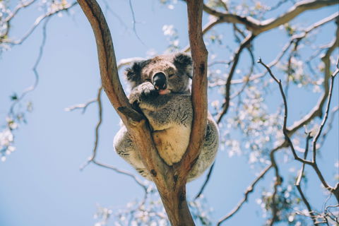 Samford Conservation Park And Bunyaville Conservation Park - Hervey Bay Accommodation 2