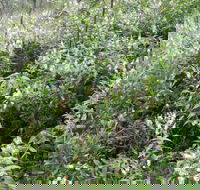 Snowgum Walking Track - Tourism Hervey Bay