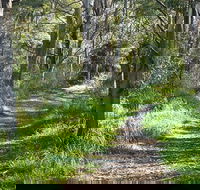 Stoodley Forest Walk and Arboretum - Hervey Bay Accommodation