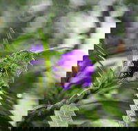 Swainsona Reserve - Hervey Bay Accommodation