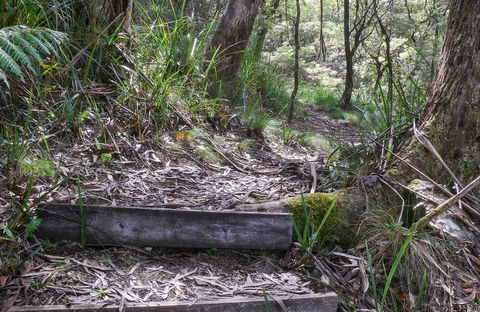 Tea Tree Falls Walking Track - Hervey Bay Accommodation 0