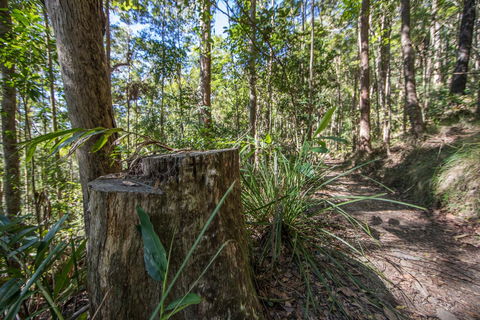 Thylogale Track - Tourism Hervey Bay 0