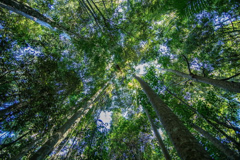 Thylogale Track - Tourism Hervey Bay 1