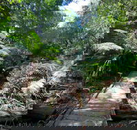Wirrawilla Rainforest Walk - Hervey Bay Accommodation