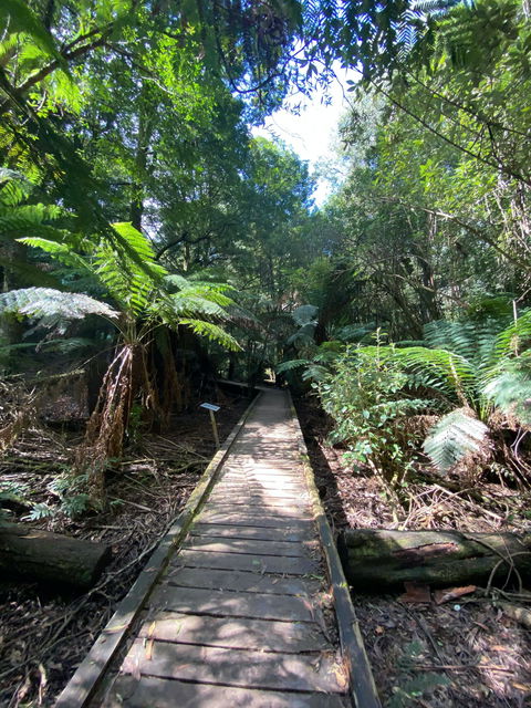 Wirrawilla Rainforest Walk - Tourism Hervey Bay 0