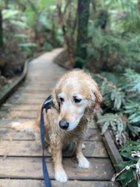 Wirrawilla Rainforest Walk - Tourism Hervey Bay 1