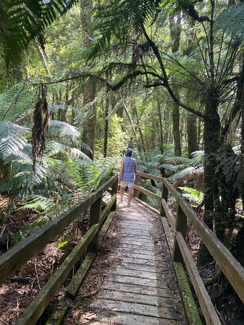 Wirrawilla Rainforest Walk - Tourism Hervey Bay 2