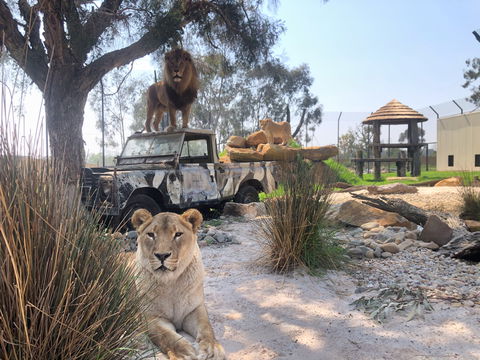 Zambi Wildlife Retreat - Hervey Bay Accommodation 0