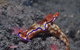 Amity Point Dive Site - thumb 1