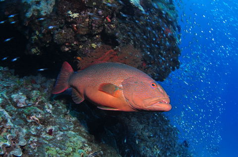 Anchor Bommie Dive Site - Hervey Bay Accommodation 0