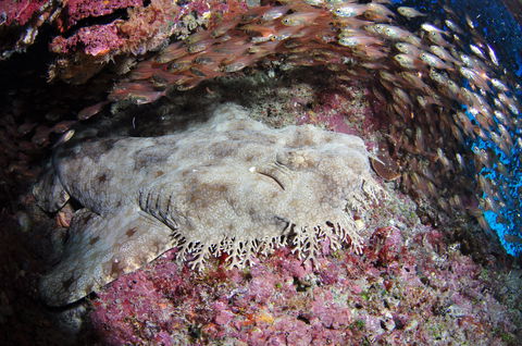Anchor Bommie Dive Site - Hervey Bay Accommodation 1