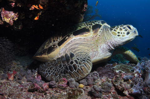 Anchor Bommie Dive Site - Hervey Bay Accommodation 2