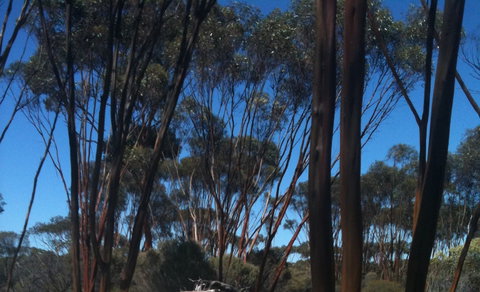 Boorabbin National Park - Hervey Bay Accommodation 0