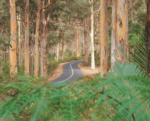 Boranup Karri Forest - Hervey Bay Accommodation 0
