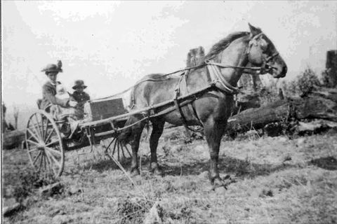 Don Dorrigo And Guy Fawkes Historical Society Museum - Hervey Bay Accommodation 1