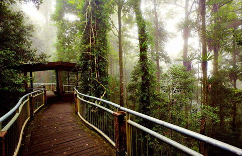 Dorrigo National Park - Hervey Bay Accommodation 0