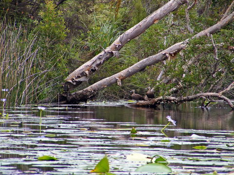 Esk River - Tourism Hervey Bay 1