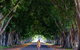 Fig Tree Avenue - thumb 0