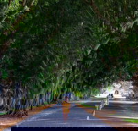 Fig Tree Avenue - Hervey Bay Accommodation