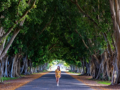 Fig Tree Avenue - Hervey Bay Accommodation 0