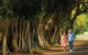 Fig Tree Avenue - thumb 1