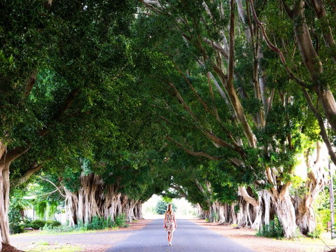 Fig Tree Avenue - Hervey Bay Accommodation 2