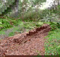 Forest Walking Track Gibraltar Range National Park - Hervey Bay Accommodation