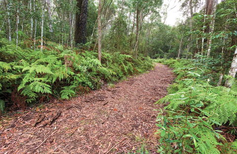 Forest Walking Track, Gibraltar Range National Park - Tourism Hervey Bay 0