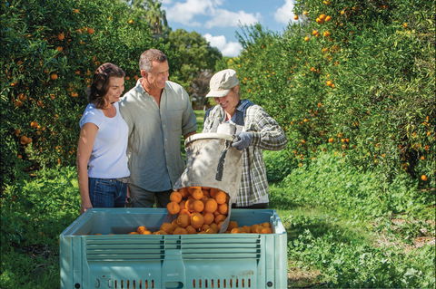 Gayndah's Big Orange - Hervey Bay Accommodation 1