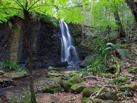 Gold Coast Hinterland Great Walk - Hervey Bay Accommodation 1