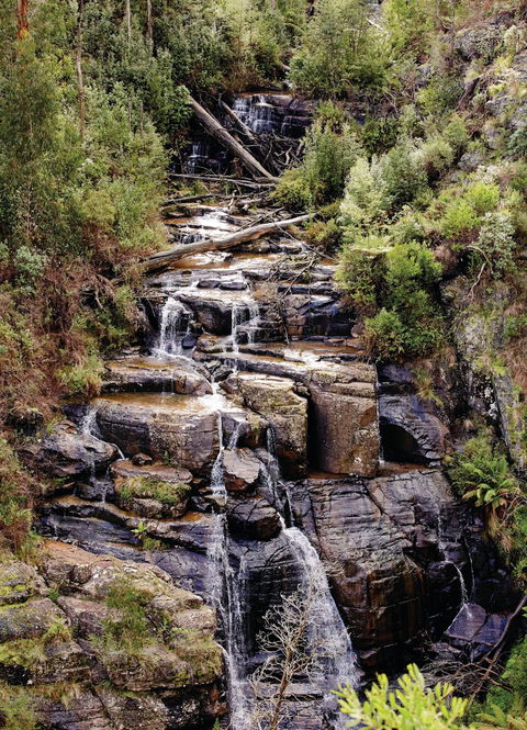 Kinglake National Park - Hervey Bay Accommodation 1
