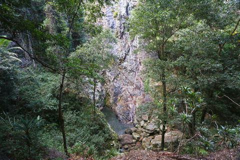 Kondalilla Falls Circuit, Kondalilla National Park - Hervey Bay Accommodation 0