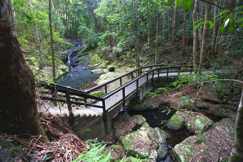 Kondalilla Falls Circuit, Kondalilla National Park - Hervey Bay Accommodation 2